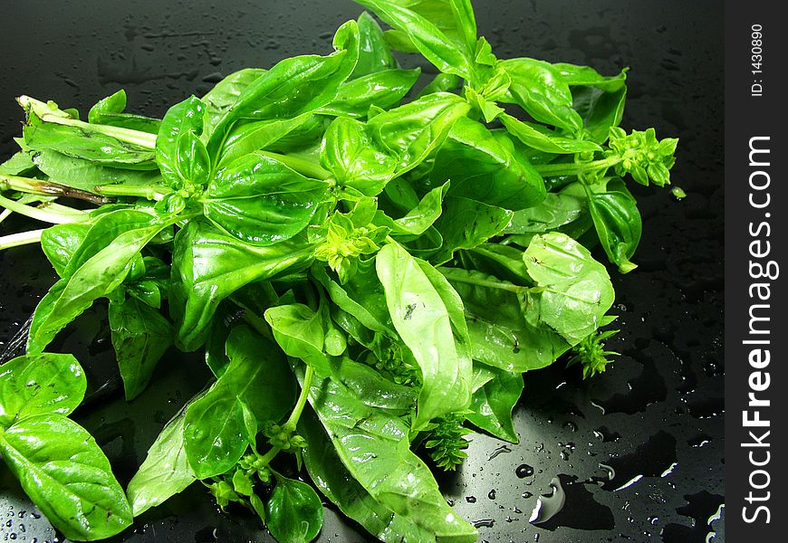 A bunch of fresh basil whit water drops