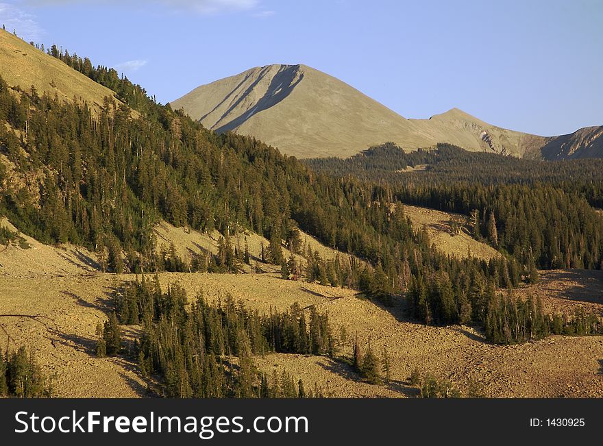 Aspen growing in the mountainside scree of a Utah mountain. Aspen growing in the mountainside scree of a Utah mountain.