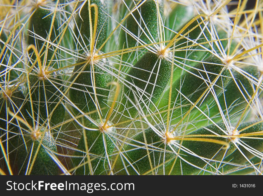 Surface of some kind of cactus took close - with all its thorns. Surface of some kind of cactus took close - with all its thorns