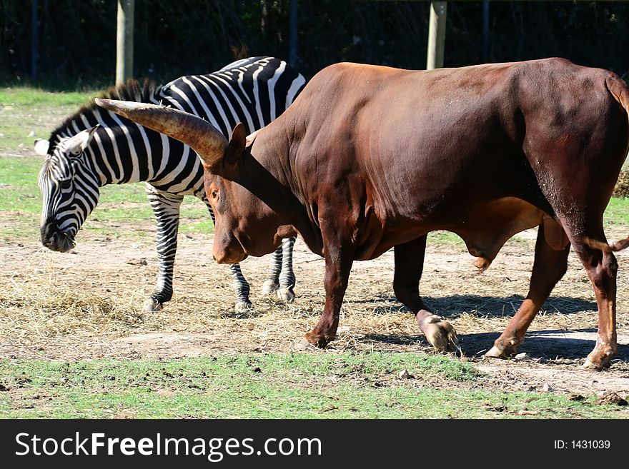 Watussi beef and zebra together. Watussi beef and zebra together