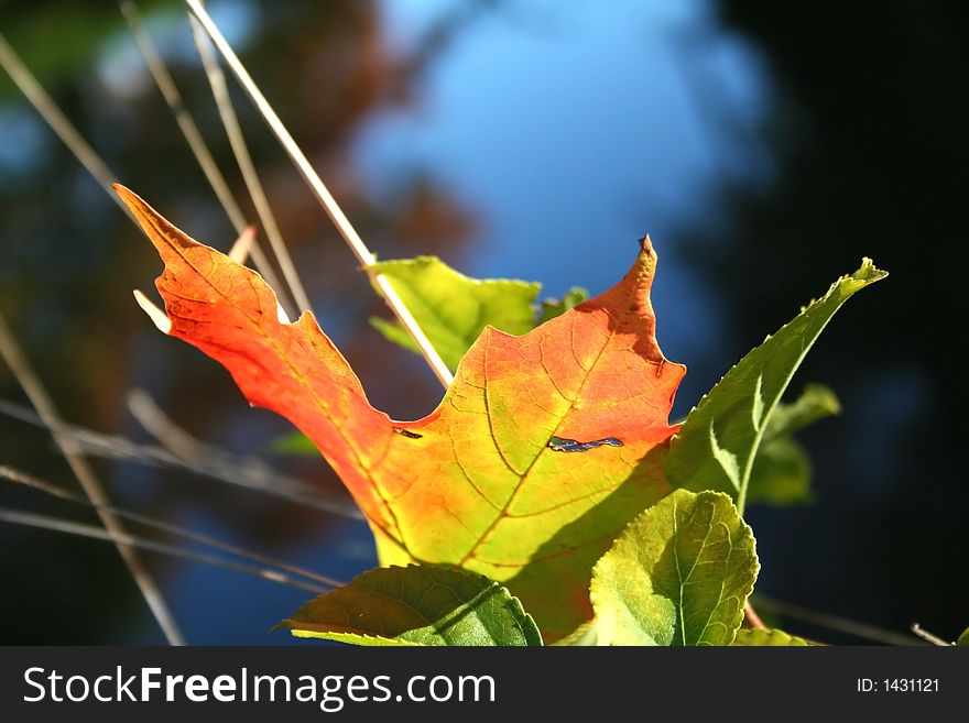 Single maple leaf on grass close up. Single maple leaf on grass close up