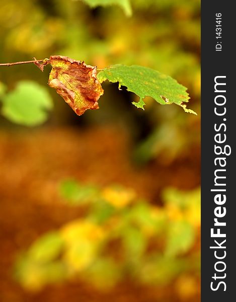 Last autumn leaves in forest