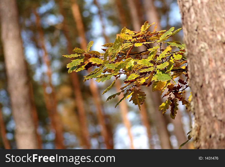 Autumn leaves on tree in forest. Autumn leaves on tree in forest