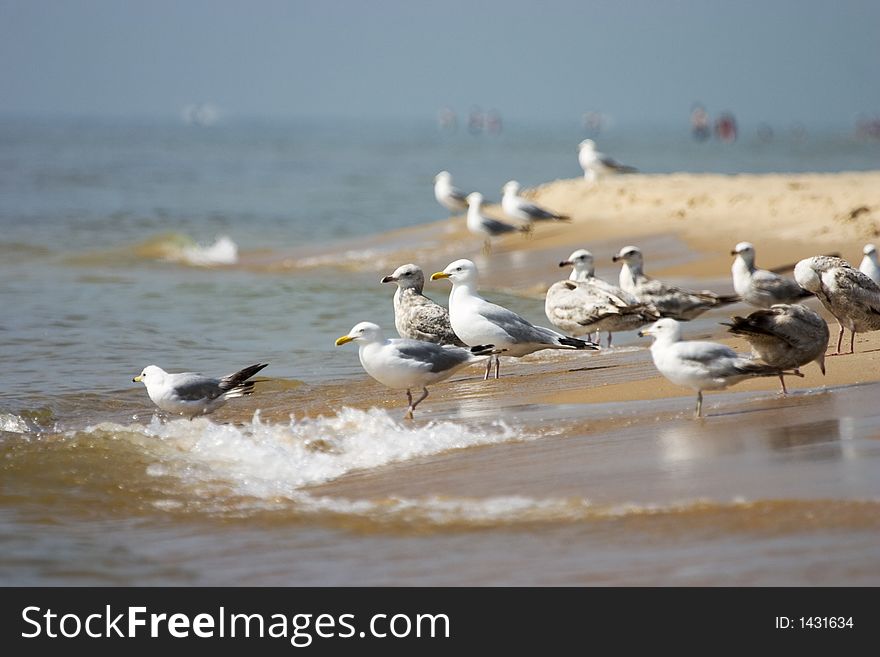 A large number of seagulls at the seashore