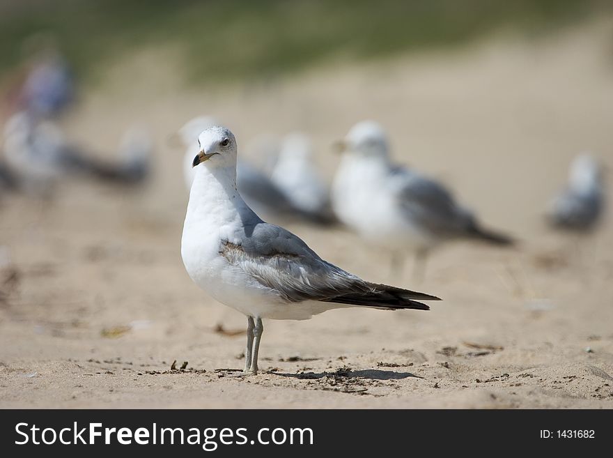 A seagull with others in the background