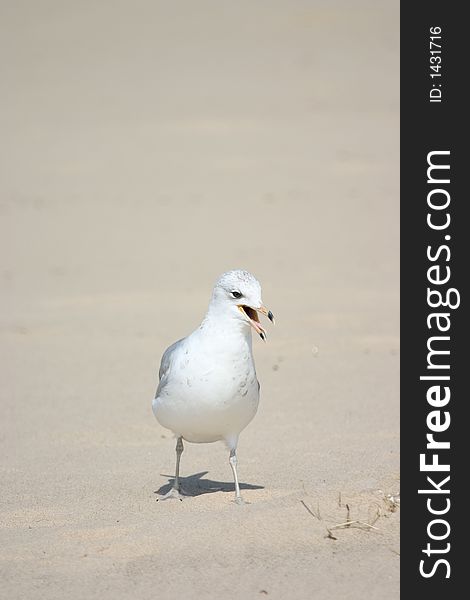 A lone seagull on white sand