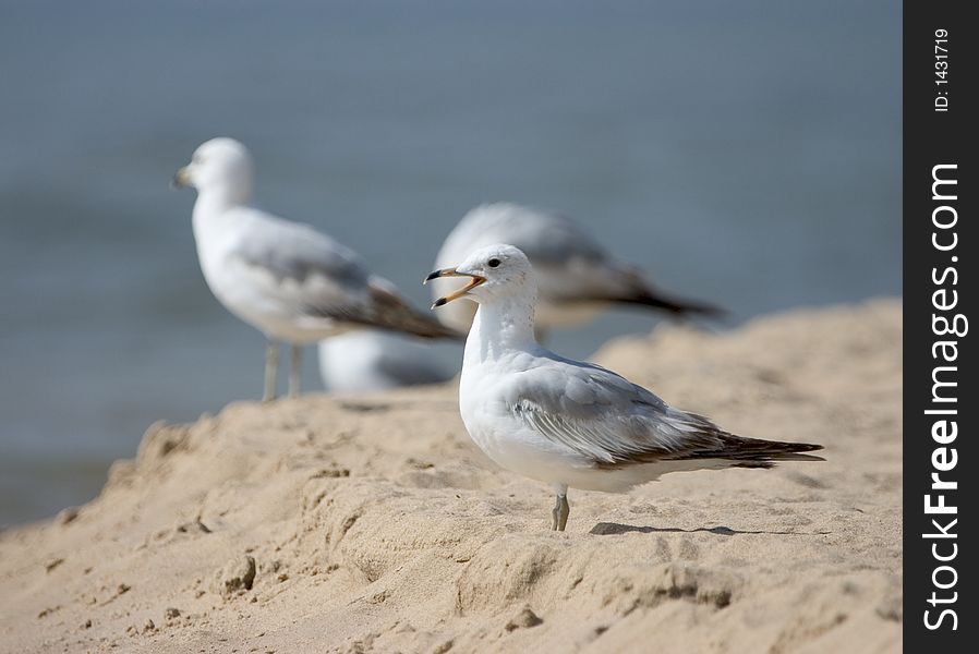 A squeaking seagull with others in the background