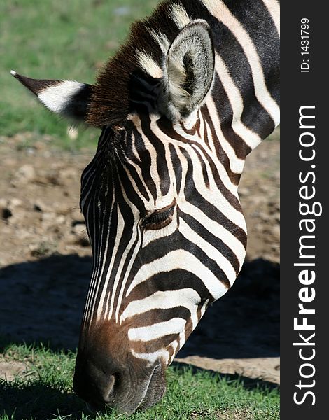 Zebra face eating the grass