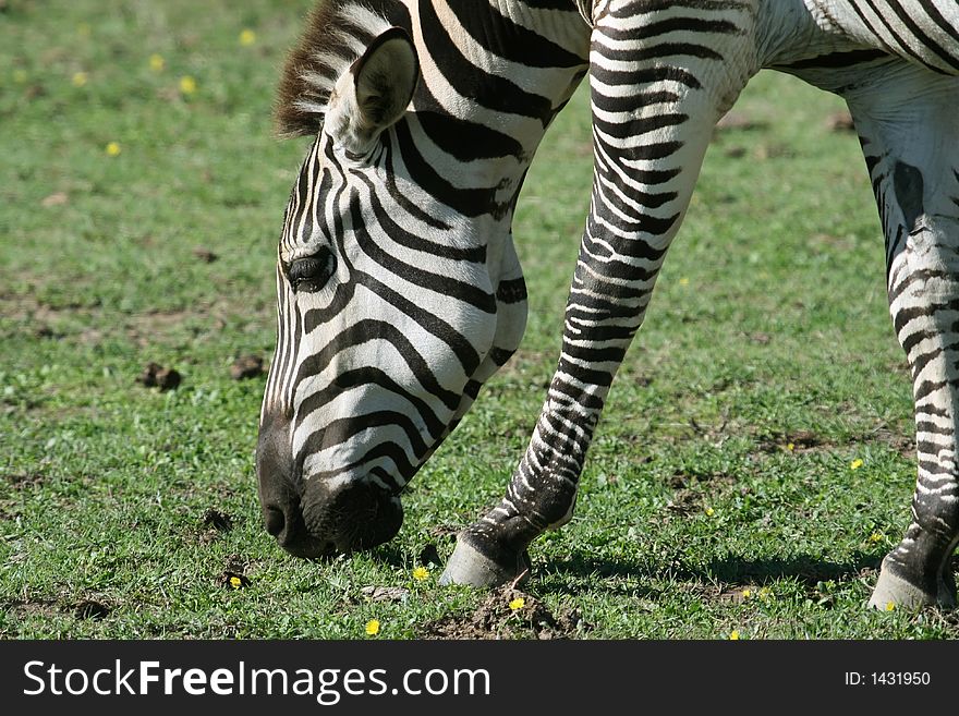 Zebra Eating Grass