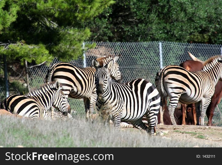 Zebras In A Park