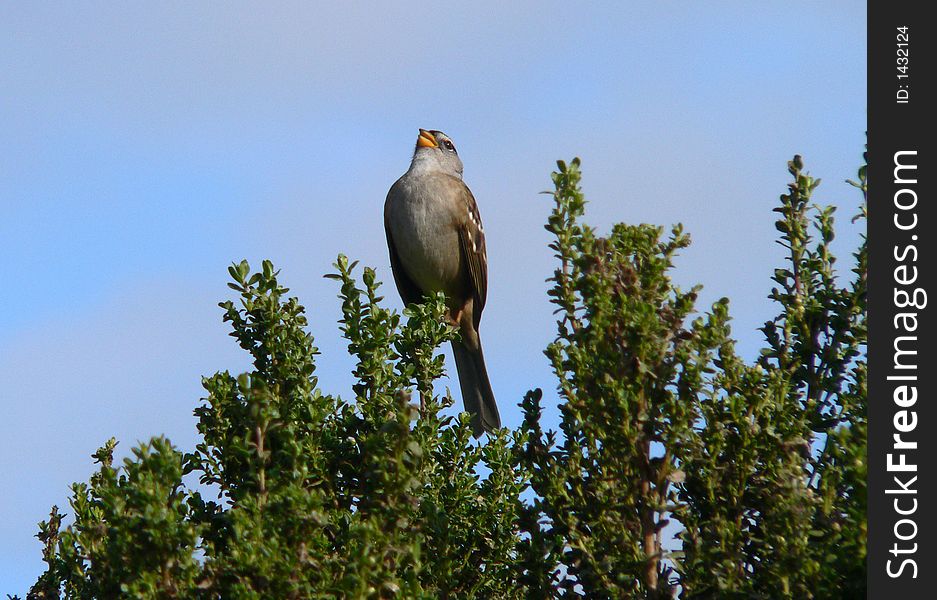 White Crowned Sparrow sining in a tree