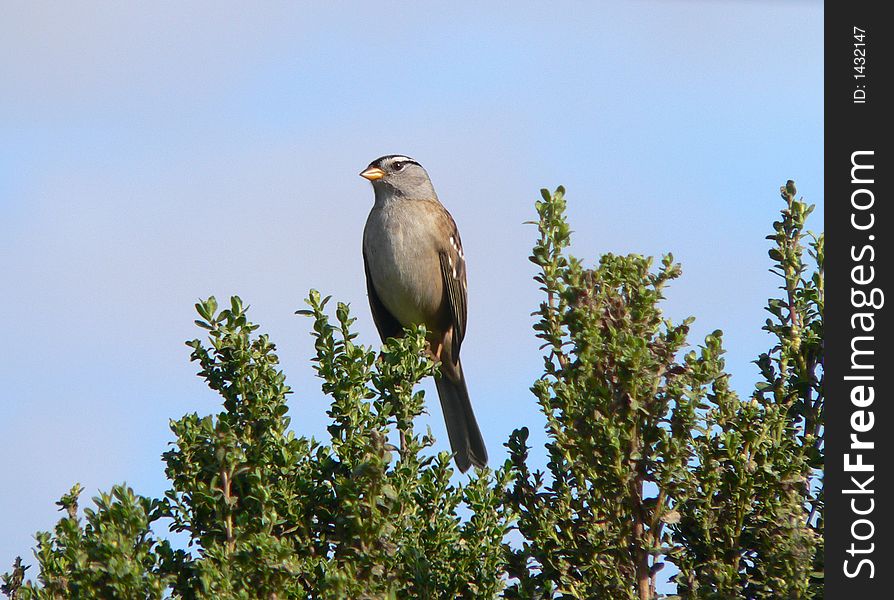 White Crowned Sparrow