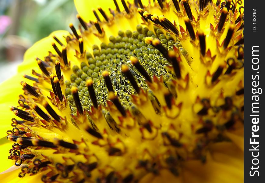 A very closup of a sunflower