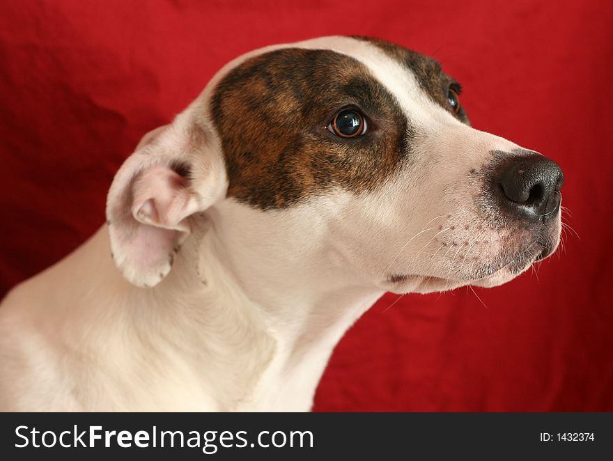 Pitbull sitting to get his portrait taken. Pitbull sitting to get his portrait taken