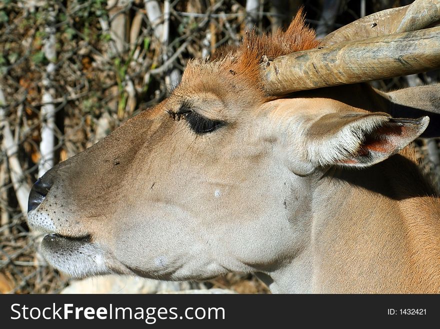 Sitatunga, marshbuck or Tragelaphus spekeii