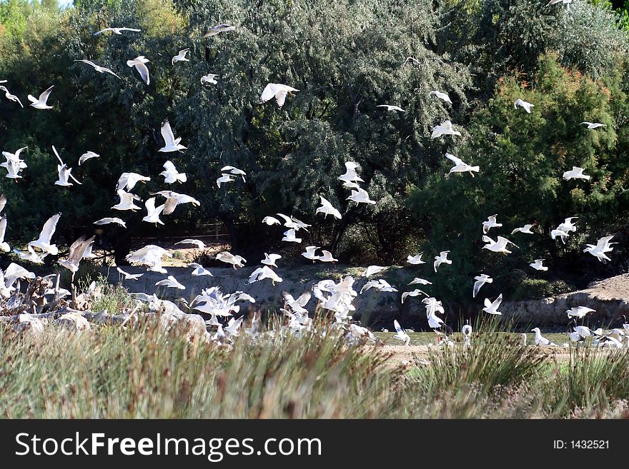 Flock Of Seagull