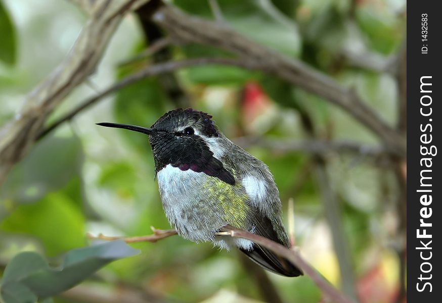 Costas hummingbird perched on a thorny branch in Arizona.