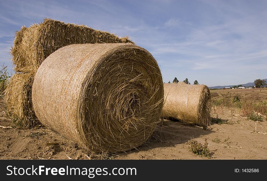 Rolled hay bales on famr