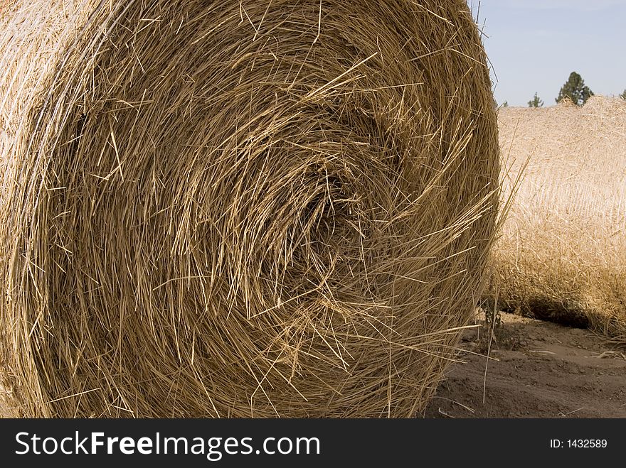 Rolled Hay close up in field