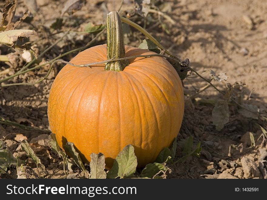 Pumpkin in field ready for harvest. Pumpkin in field ready for harvest