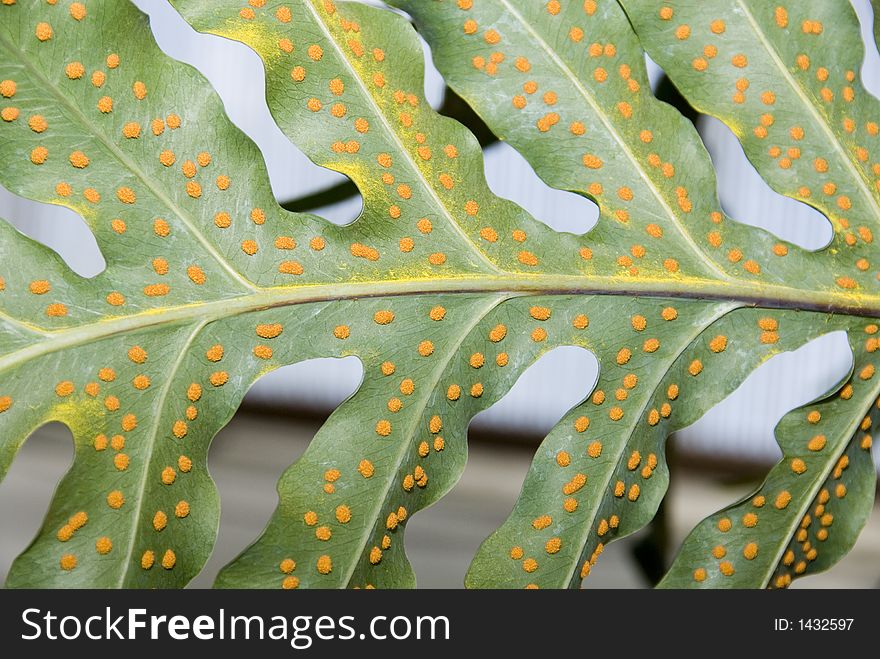 Fern close up with spores. Fern close up with spores