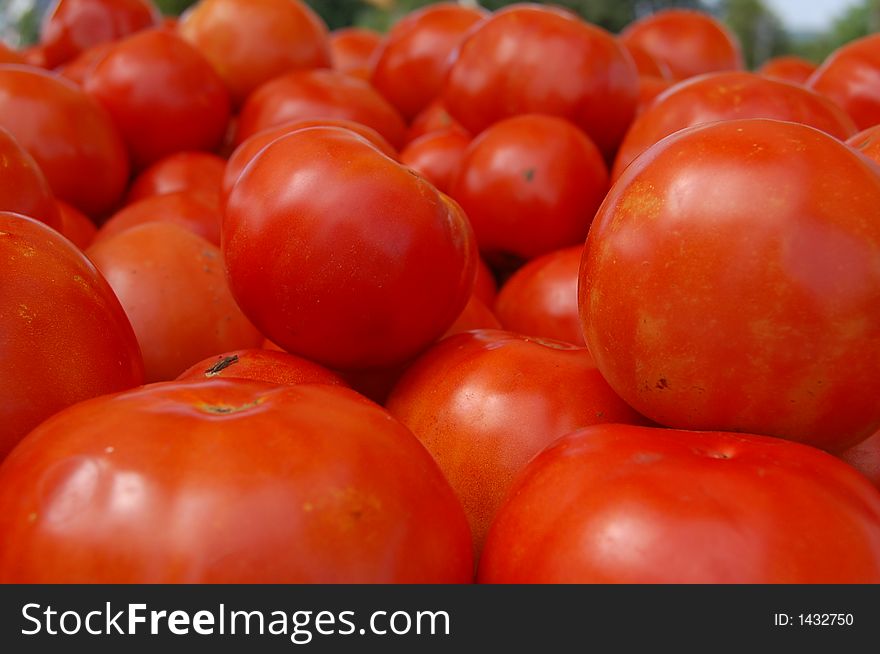 Fresh Sweet Red Tomatoes  For Sale