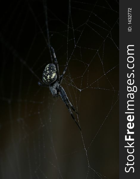 Spider and web images showing web detail and spider behavior.