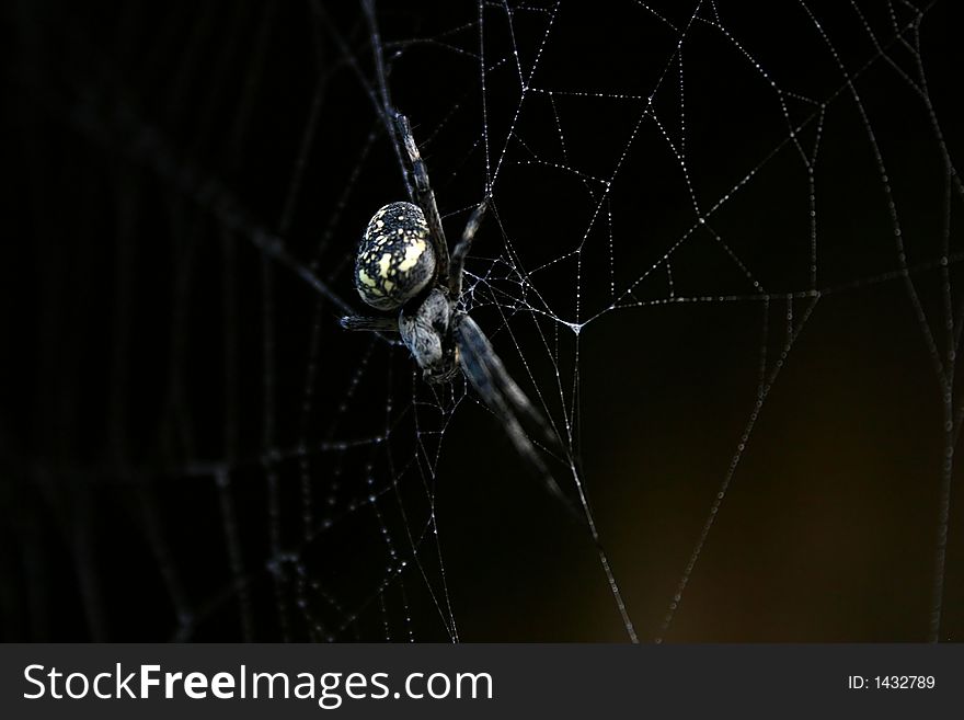 Spider and web images showing web detail and spider behavior.