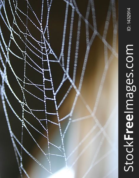 Spider and web images showing web detail and spider behavior.