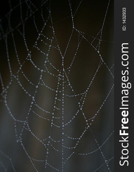 Spider and web images showing web detail and spider behavior.