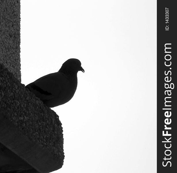 Pigeon perched on a building in grey scale. Pigeon perched on a building in grey scale