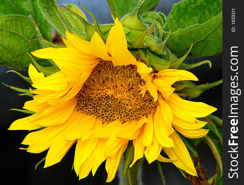 Growing sunflower with green leaves