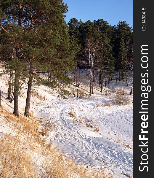 Wood during the winter period covered with a snow. Wood during the winter period covered with a snow