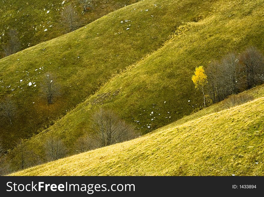 The Cansiglio's forest during the Autumn. The Cansiglio's forest during the Autumn