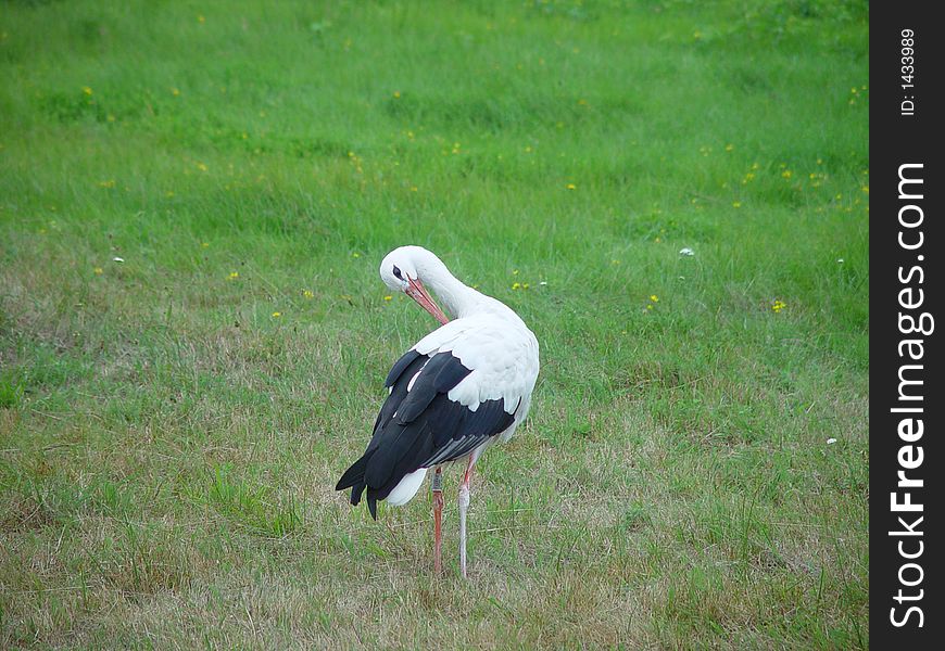 Big white stork on the grass