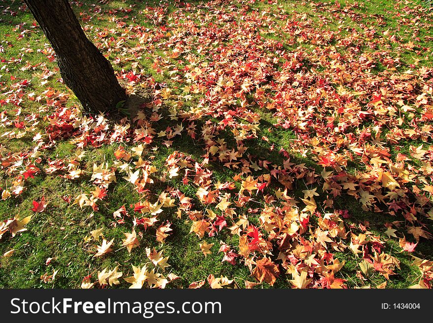 Autumn. After a strong gale all these sheets where on the ground like a coloured carpet. Autumn. After a strong gale all these sheets where on the ground like a coloured carpet.