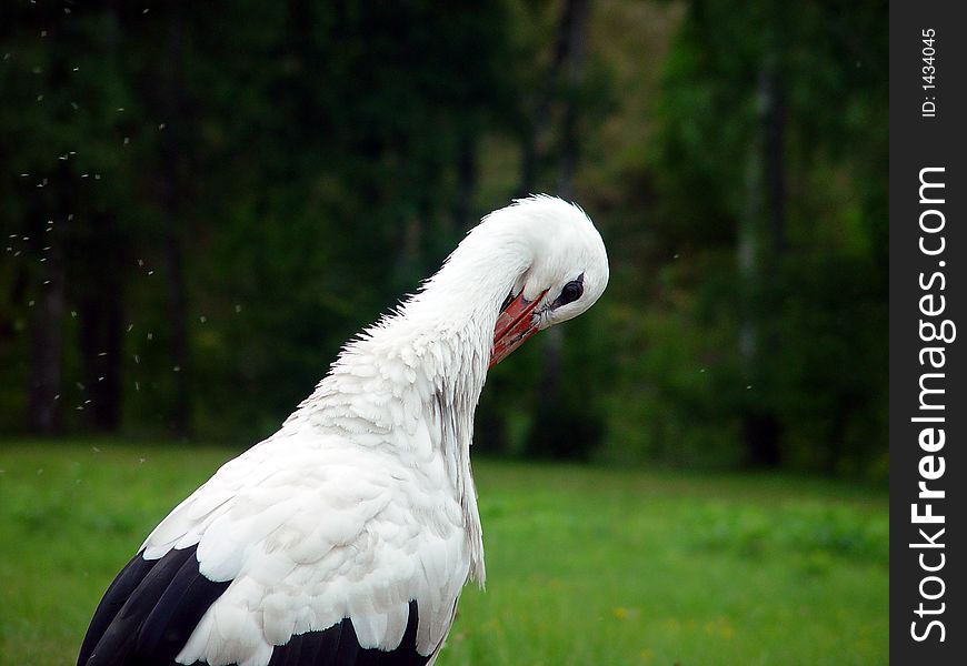 Big white stork on the grass