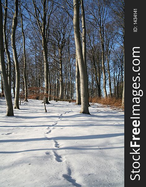 Trees branches and trunks  against the sky  in  winter in denmark, foot path. Trees branches and trunks  against the sky  in  winter in denmark, foot path