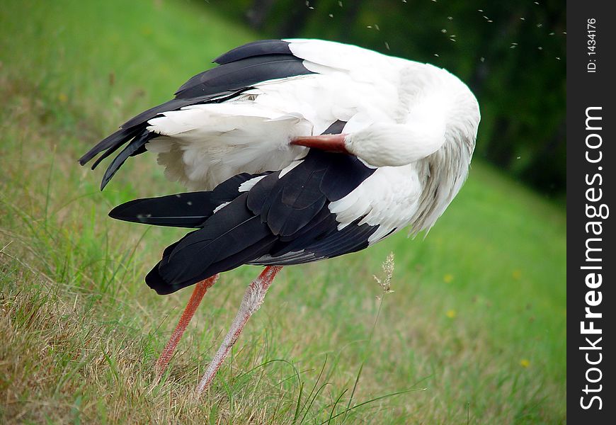 Big white stork on the grass
