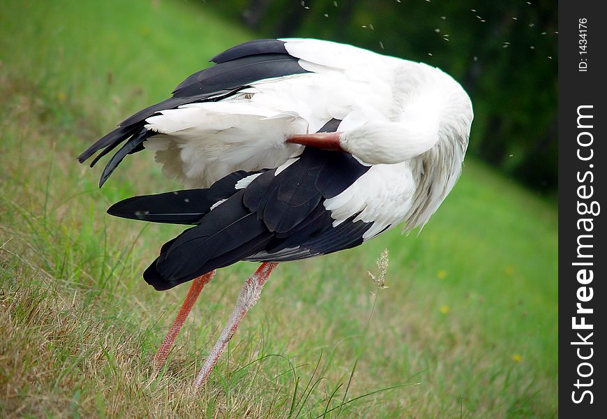 Stork