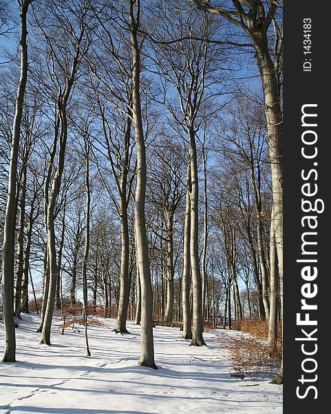 Trees branches and trunks  against the sky  in  winter in denmark, foot path. Trees branches and trunks  against the sky  in  winter in denmark, foot path