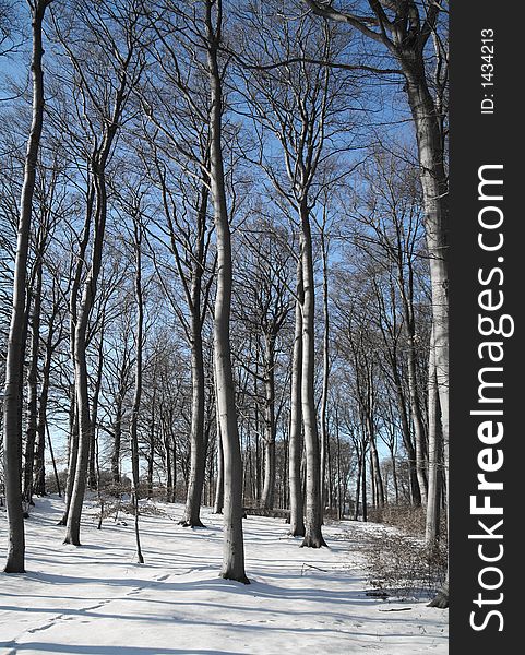 Trees branches and trunks  against the sky  in  winter in denmark, foot path. Trees branches and trunks  against the sky  in  winter in denmark, foot path