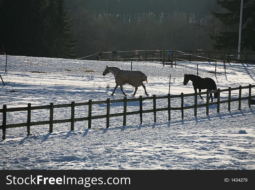 Danish horses on a field in the   winter. Danish horses on a field in the   winter