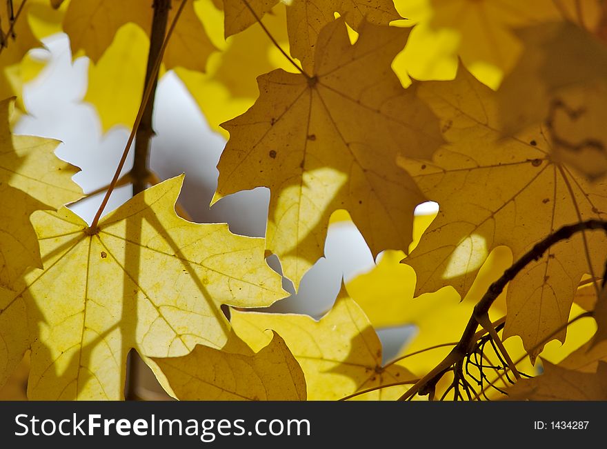Autumnal leaves in sun rays