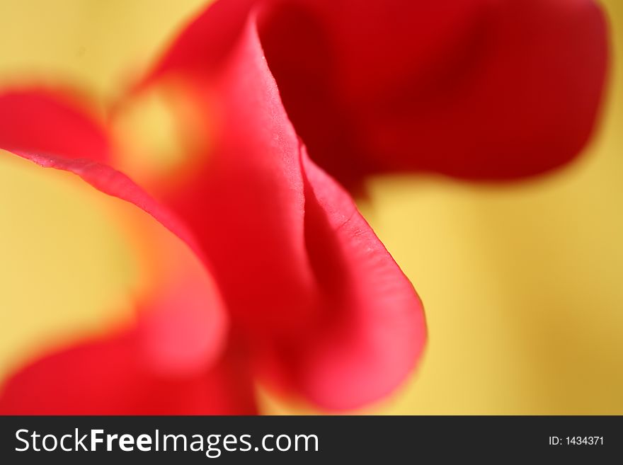 Closeup picture of a red flower