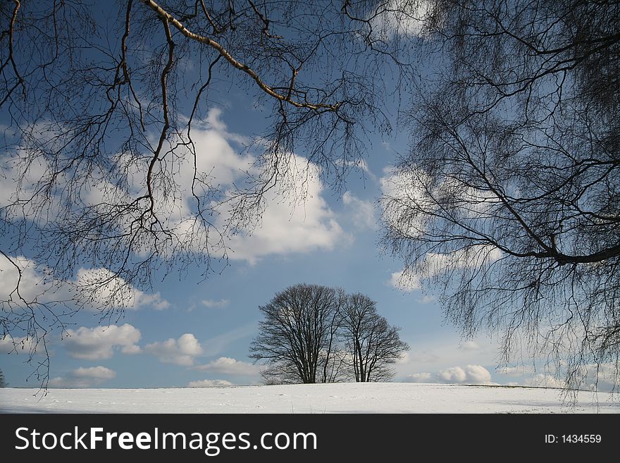 Trees branches and trunks  against the sky  in  winter in denmark. Trees branches and trunks  against the sky  in  winter in denmark