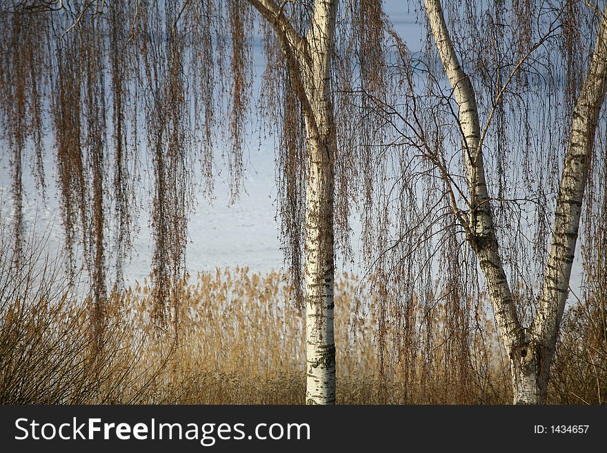 Trees branches and trunks  against a lake in denmark in winter. Trees branches and trunks  against a lake in denmark in winter