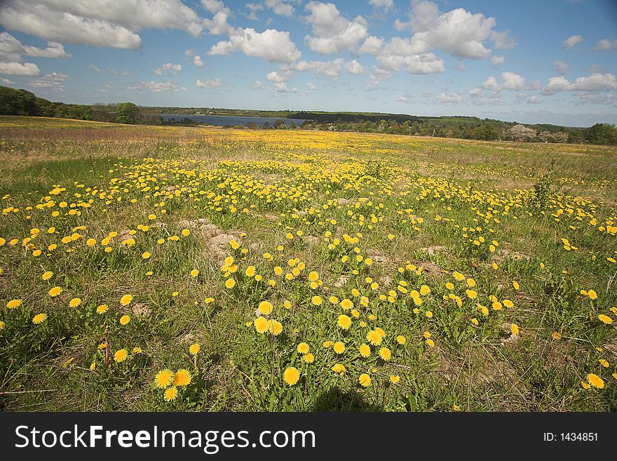 In the morning  sun in  spring in denmark, a flower field