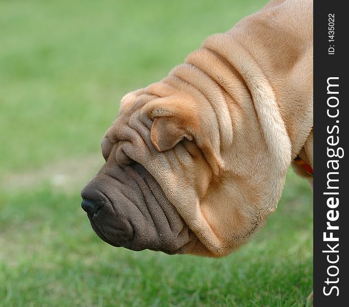 A view of a Shar Pei's face in profile
