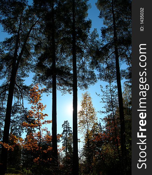 Silhouettes of pine trees and blue sky. Silhouettes of pine trees and blue sky.